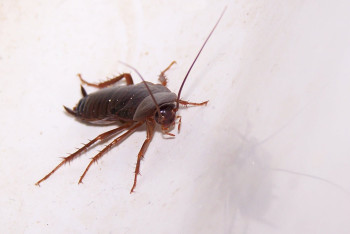 Фотография к новости: Тараканы атаковали школу в Астане