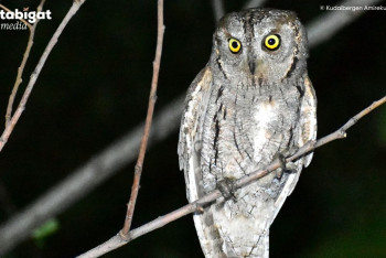 Фотография к новости: Выбрана птица 2024 года в Казахстане