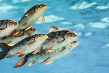 Фотография к новости: Благодаря господдержке резко вырос интерес бизнеса к выращиванию рыбы