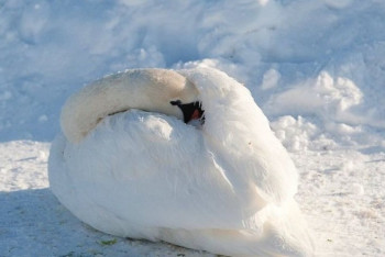Фотография к новости: У лебедей самый слабый иммунитет к вирусу – эколог о гибели птиц на Караколе