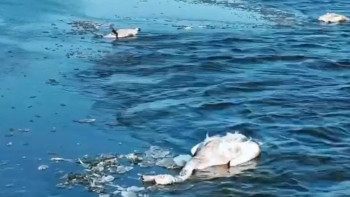 Фотография к новости: Жителей Мангистау предупредили о риске распространения птичьего гриппа