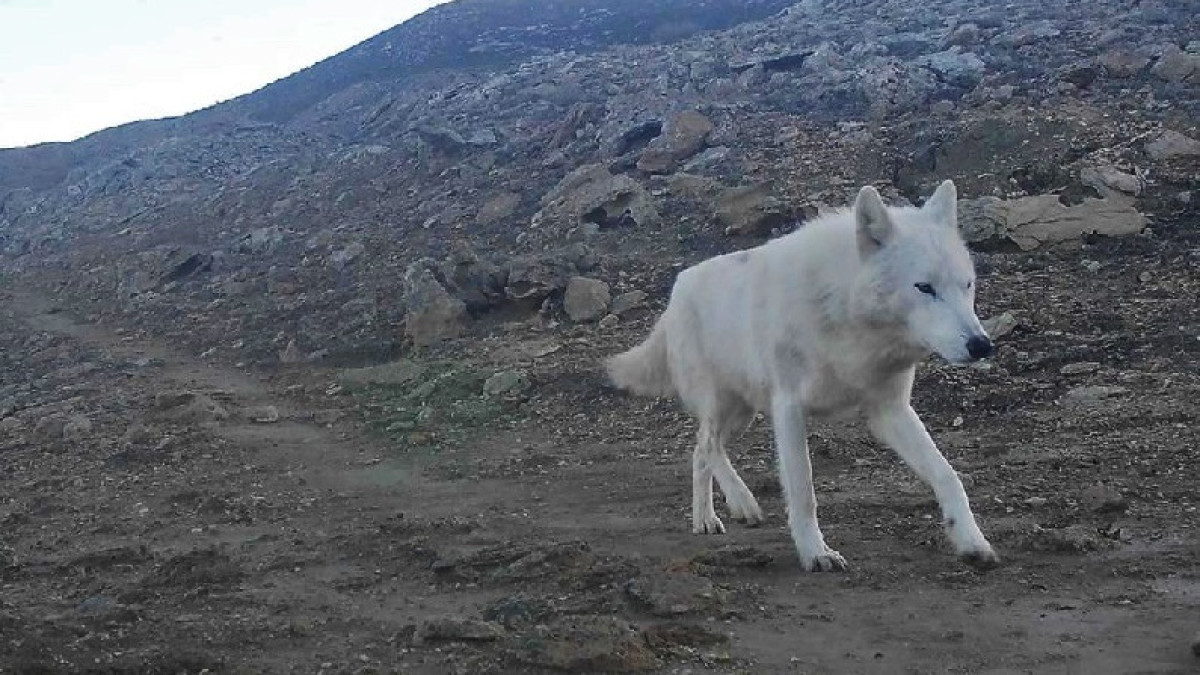  природного парка «Кызылсай»