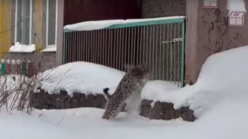 Фотография к новости: Рысь забралась на территорию детского сада и напугала сотрудников