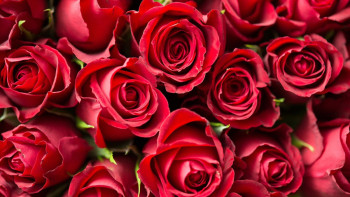 Фотография к новости: Тысячи роз из Эквадора сожгли в Караганде