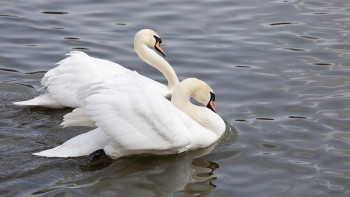 Фотография к новости: Число погибших лебедей в Мангистау превысило 980 особей