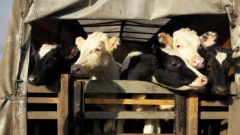 Фотография к новости: В Казахстане стали реже воровать скот - МВД