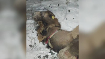 Фотография к новости: Верблюды и лошади попали под поезд в Атырауской области