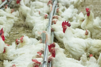 Фотография к новости: Казахстан увеличит производство яиц и птицы