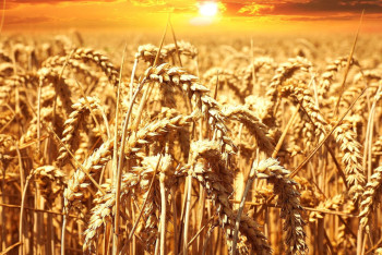 Фотография к новости: Итальянским инвесторам предложили открывать производства в Казахстане