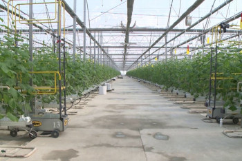 Фотография к новости: Более 767 млн тенге выделили в Шымкенте на субсидирование теплиц