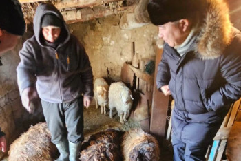 Фотография к новости: Неизвестный хищник убил и обескровил 15 овец в ВКО