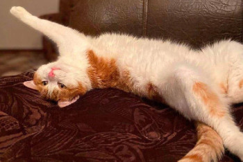 Фотография к новости: РЖД запретят высаживать животных из поездов