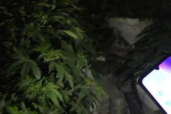 Фотография к новости: Житель Тараза решил сам научиться выращивать коноплю, но попался полиции