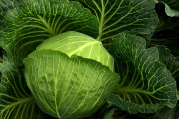 Фотография к новости: Какой продукт замедляет старение организма, рассказал онколог