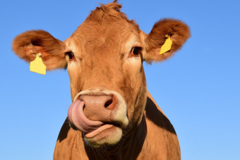 Фотография к новости: В четырёх сёлах Карагандинской области запрещён ввоз и вывоз животных