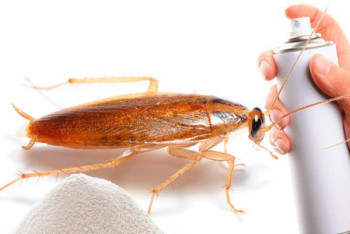 Фотография к новости: Пять человек отравились после травли тараканов в Уральске