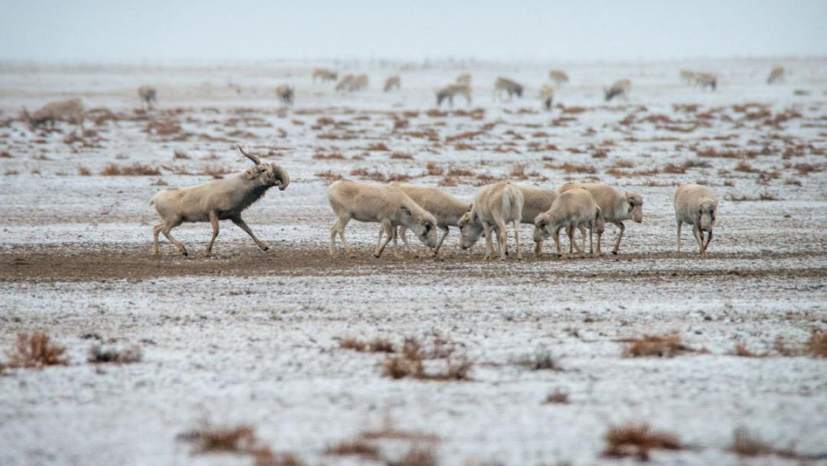  Комитет лесного хозяйства и животного мира МЭПР РК