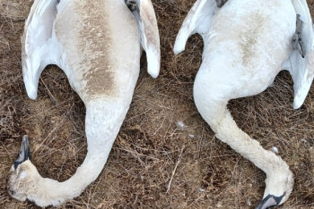 Фотография к новости: Падёж завершился — экологи о гибели лебедей в Мангистау