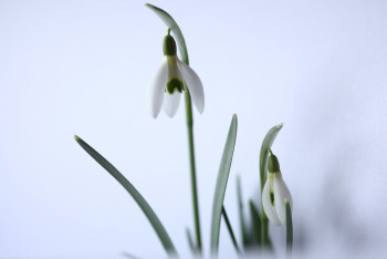 Фотография к новости: До плюсовых температур потеплеет в Казахстане в феврале
