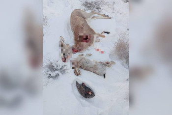 Фотография к новости: Тушу редкого зверя и оружие обнаружили у жителя Жамбылской области