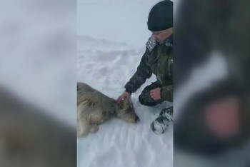 Фотография к новости: Стаи волков пугают жителей Северного Казахстана