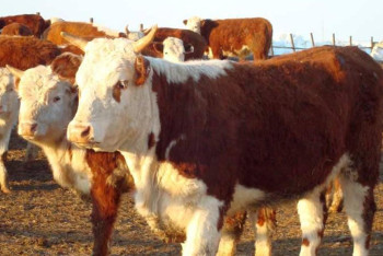 Фотография к новости: Массу нарушений в сфере ветеринарии выявили в Павлодарской области