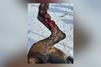 Фотография к новости: Страшное видео с умирающими лошадьми прокомментировали в акимате Карагандинской области