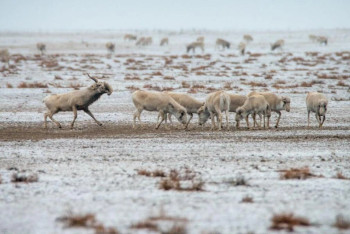 Фотография к новости: В Казахстане снова запретили отстрел сайгаков