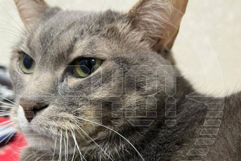 Фотография к новости: Кот Кузя спас школьника от пожара в квартире