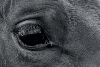 Фотография к новости: Табун лошадей замёрз в Актюбинской области