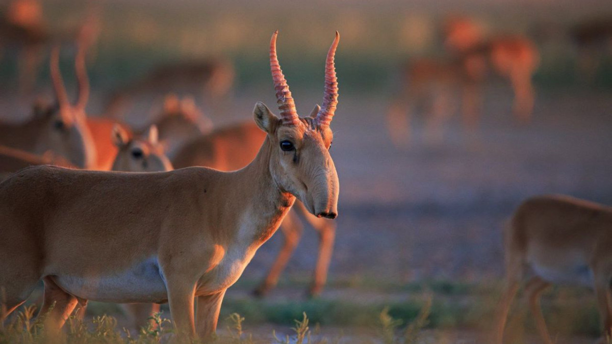  t.me/EcologyofQazaqstan