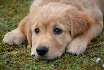 Фотография к новости: Запретить выбрасывать питомцев на улицу планируют в Казахстане