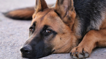 Фотография к новости: 575 преступлений раскрыто с помощью служебных собак в Казахстане