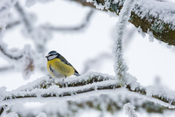 Фотография к новости: Снегопады и усиление ветра: в каких регионах объявлено штормовое предупреждение