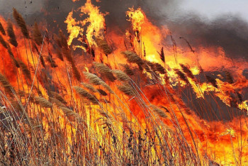Фотография к новости: 20 гектаров камыша сгорело в Атырауской области