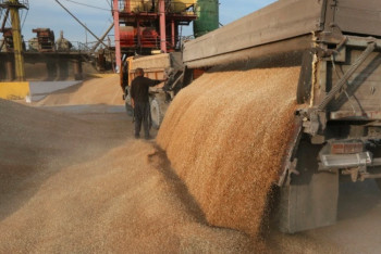 Фотография к новости: Подробностями строительства нового завода по переработке зерна поделились в Минсельхозе