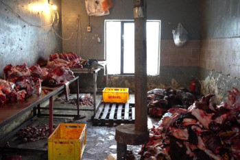 Фотография к новости: Нелегальный цех по разделке мяса шокировал проверяющих в Шымкенте