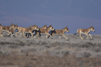 Фотография к новости: Учёт редких животных начали в нацпарке "Алтын-Эмель"