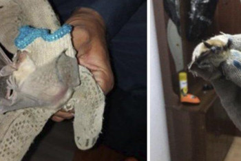 Фотография к новости: Летучие мыши завелись в детском саду в Атырау