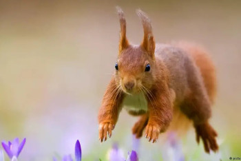 Фотография к новости: Немецких белок возьмут под наблюдение