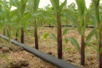 Фотография к новости: Венгерские технологии апробируют на полях в южном Казахстане