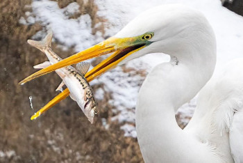 Фотография к новости: "Чудо в центре мегаполиса". Белую цаплю сняли на видео в Алматы