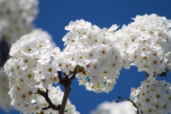 Фотография к новости: Астрономическая весна наступит 20 марта