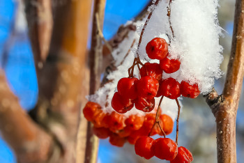 Фотография к новости: Синоптики прогнозируют солнечное начало весны в Казахстане