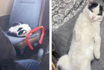 Фотография к новости: Кота, который катается на автобусе, ищут в Уральске