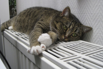 Фотография к новости: Министр энергетики дал оценку отопительному сезону в Казахстане