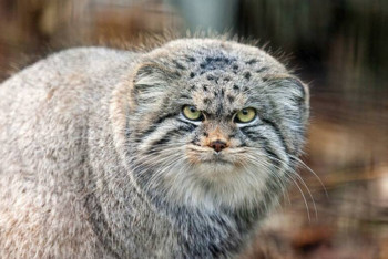 Фотография к новости: В ВКО впервые за несколько лет в фотоловушку попал манул