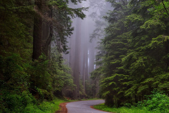 Фотография к новости: Прокуроры помогли сохранить более 420 гектаров леса в Акмолинской области