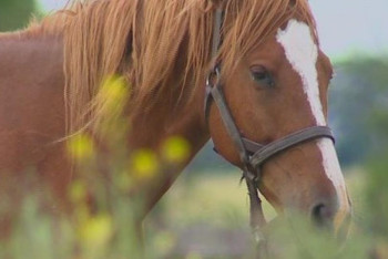 Фотография к новости: Гибель лошадей в Улытауской области: в Минсельхоз сделали заявление
