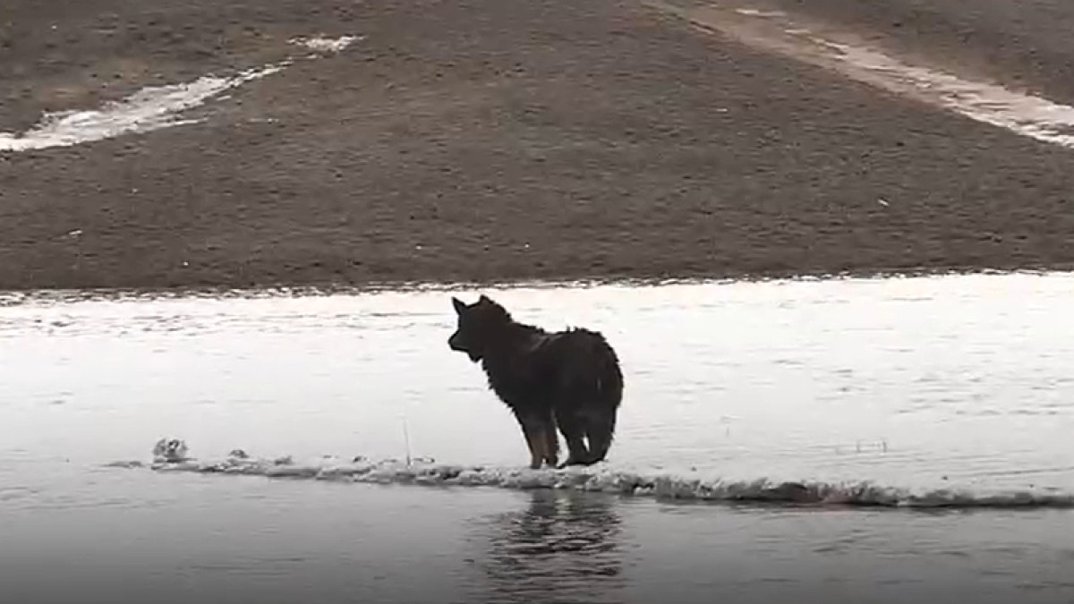  фото МЧС РК